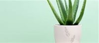 How To Grow Aloe Vera In Your Balcony Garden In 6 Easy Steps
